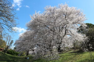 満開！古室山古墳