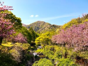 春のいぶき「マキノ高原」