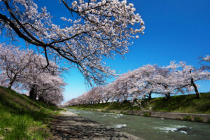 桜堤