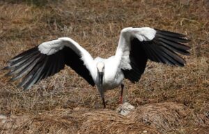 コウノトリ参上